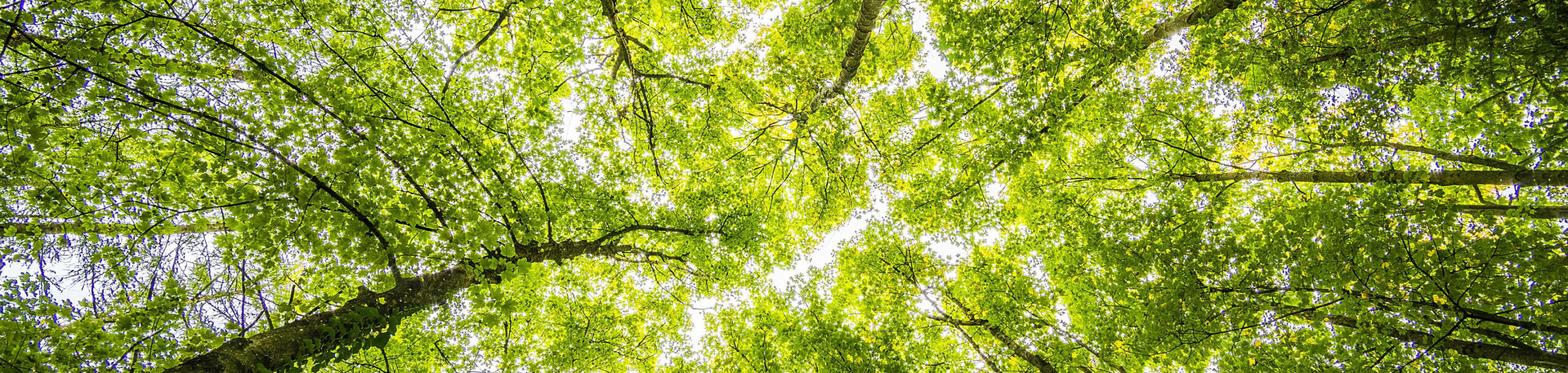 Reduce carbon emissions business