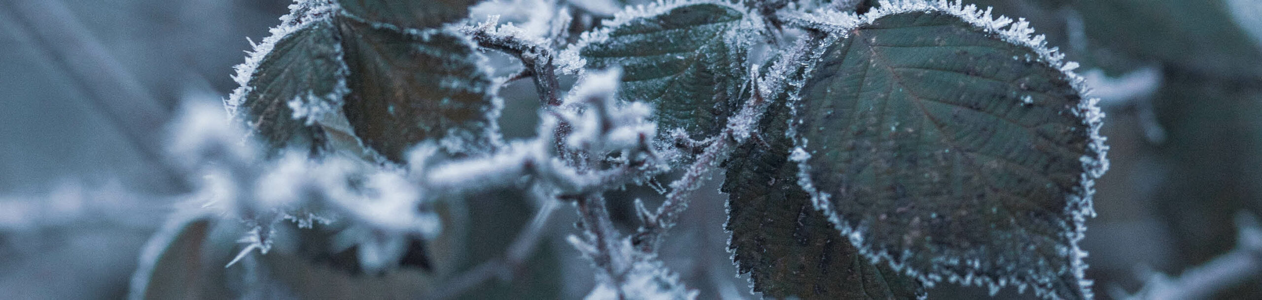 wholesale energy prices falling