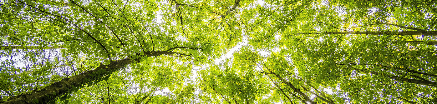 a worms eye view of trees in a woodland