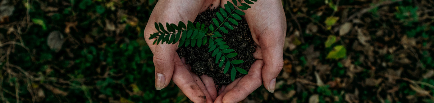 a close up of hands cupping a sapling