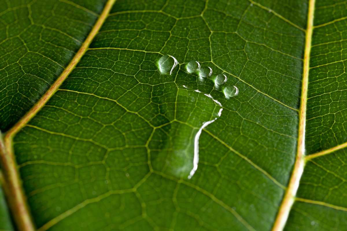 closeup of a leaf with a footprint shape created in water illustrating business carbon footprint